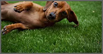 Artificial grass for pets artificial grass nashville TN dog rolling in turf