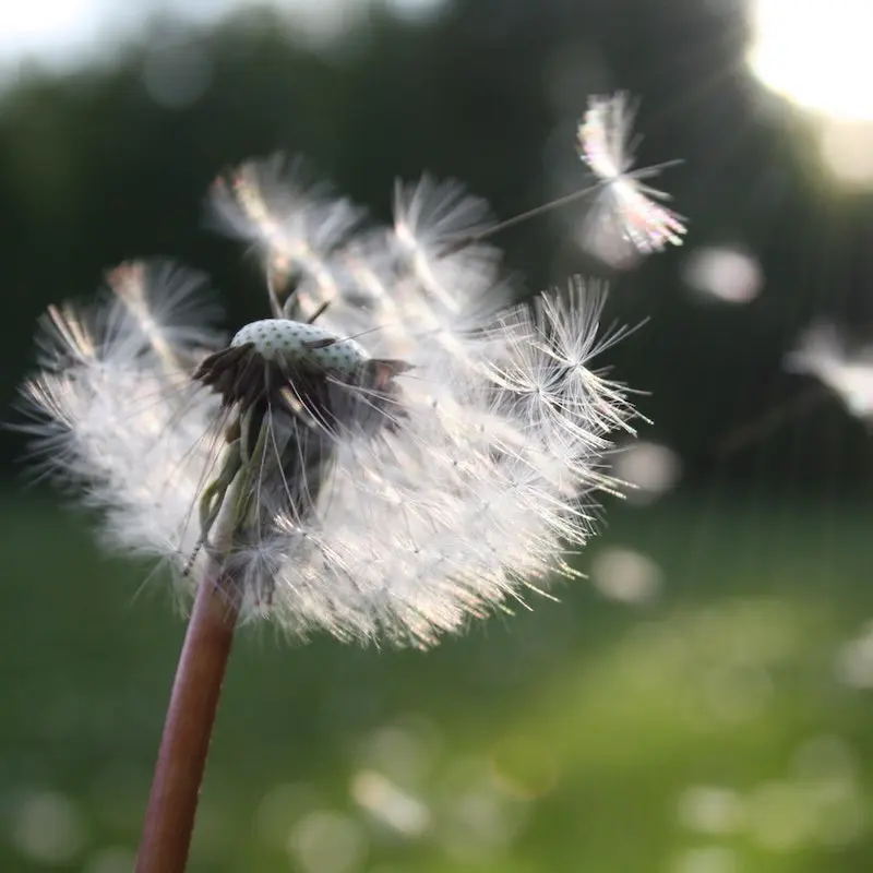 Allegies from pollen dandelion pollen