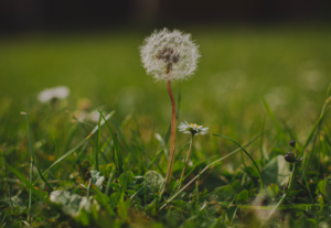 how-to-prevent-weeds-from-infiltrating-your-turf-nashville-tn-turf-installation-artificial-turf