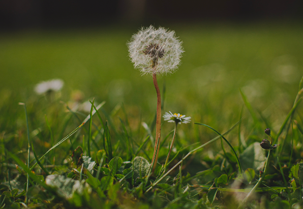 how-to-prevent-weeds-from-infiltrating-your-turf-nashville-tn-turf-installation-artificial-turf